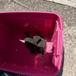 Bombeiros resgatam dois filhotes de gato presos em posto de combustível em Natal