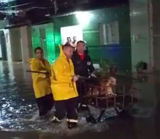 Duas pessoas com deficiência visual e dois animais são resgatados em alagamento na Zona Norte de Natal